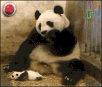 sikainfluenssa_panda