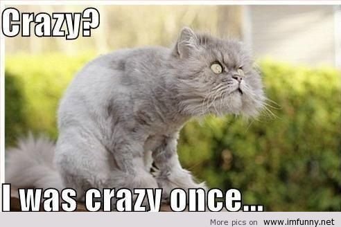 Crazy+cat.+Crazy+cat+http+imfunny.net+crazy-cat-omg-what-a-face_016315_4366398