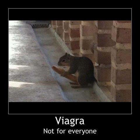 Viagra_e3a1e3_4357269