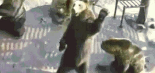 Is+that+Steve+over+there+HEY+STEVE_385ce8_4991529