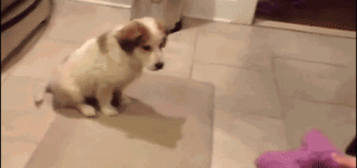 Must.Catch.Nope_9483a1_4991526