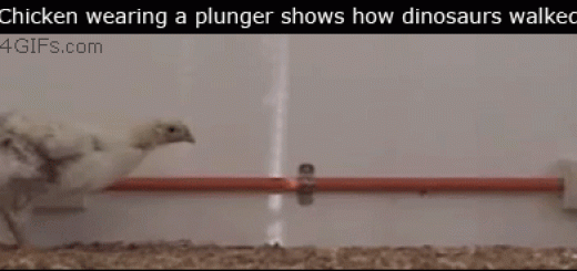 265e3eee937b5660eef6680a870ba9f4