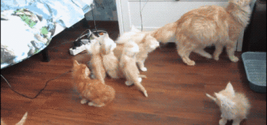 39d034327377c663efa767b894fdfed3