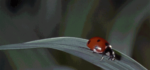 3e0608ddaaaf2a57763fb6bf963f7edc