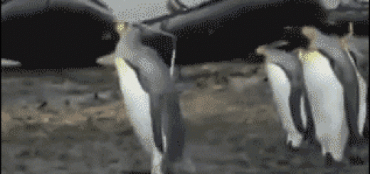 1f62c9fc847b69a95e222698fc40b608