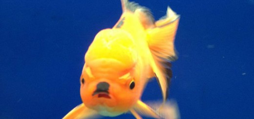 Hitler+Fish.+Sourcin+Shit+http+www.livememe.com+mu7y81_139baa_5069099