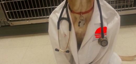 I+have+no+idea+what+Im+doing.+Source+imgur+subscribe+for_06e1b5_5069685