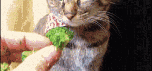 d216b65e324db9f4257418f6735bbbcb