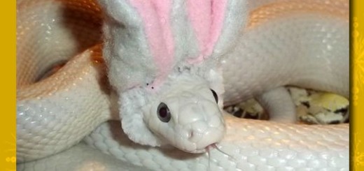 Animal+Mutations+Are+Getting+Weirder.+Animal+Mutations+Are+Getting+Weirder_5ee6ff_5104601