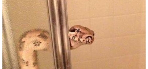 Snake+Needs+A+Shower_3fe2c7_5096169