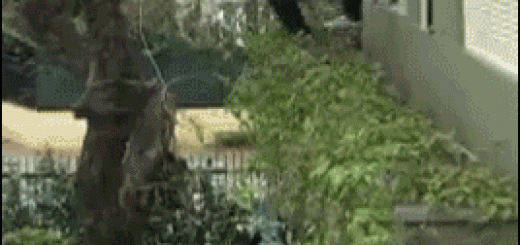 42df9de851525841f335393dea221ddd