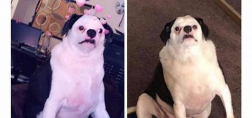 Doggo+dump_bc24b7_6598410