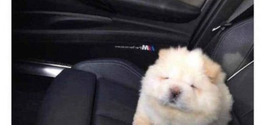 Its+so+fluffy_426fcd_6598385