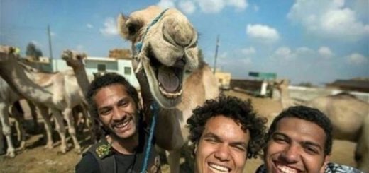 Normal+fixed+wallaby_f389ba_6598290