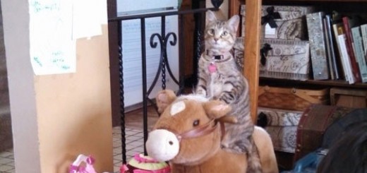 Rock+The+Cat_a1595d_5164995