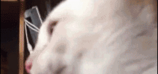 WTF+are+you+looking+at_17207c_5155382