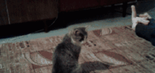 YOU+THINK+THIS+IS+A+GAME+HUMAN_944455_5155442