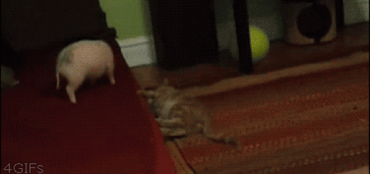 b7a19c95c84aef13643ad6f487cc4eb9