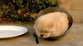 dog-dinner