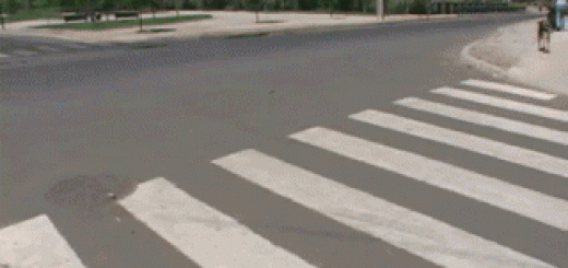 dog-walking-like-a-human-gif