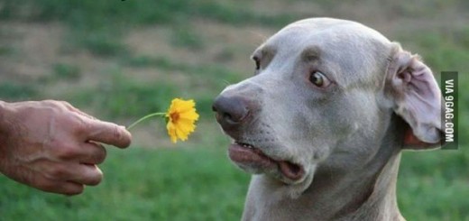 e046b127a42eb1ecdc32520c2f1c2ab7