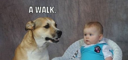 funny_picdump_698_19__800