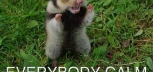 tumblr_lvmaygrqm81qhkmuco1_400