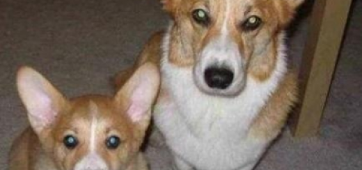 tumblr_m31jazstTa1r9svkoo1_400