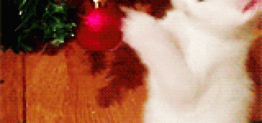 tumblr_nh1s2pvTct1tbywgho1_250