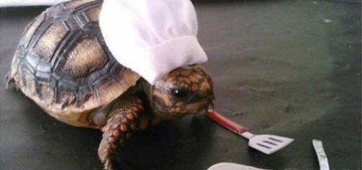 tumblr_nwkpe8rd4X1uaiahoo1_500