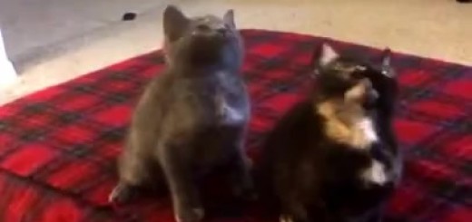 10385439_679739918764429_99256200_n thumbnail