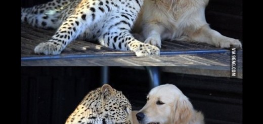 283f88d8170c7ea469d2528486e67766