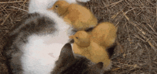 Blonde+chicks+with+some+pussy_55679e_5201376