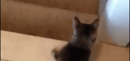 c9d578f8b50ef413e64acac7bbbda87e