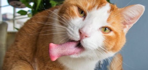 f1114b998e0b8a629ee898074f708846