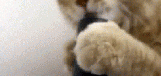 first+time+eating+dem+genitals.+vamo+brasil_d23c90_5201413