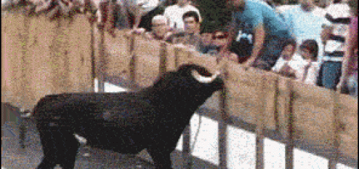 Get+the+F+down.+I+always+cheer+on+the+animals_2c0852_5222698