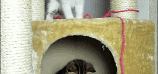 a98707fa439ff5dae18bb829c1b4695d