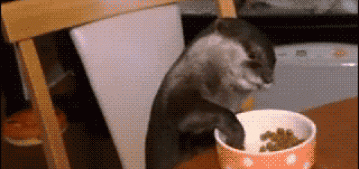 50b7e42eb2e459cdff7a1832bc8cec3a