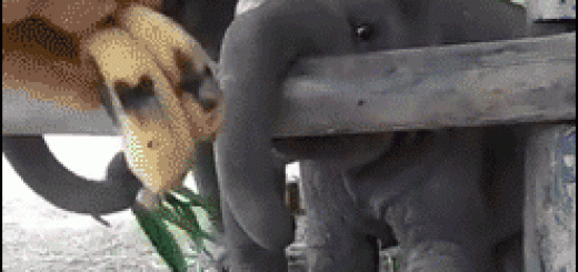 7542bfaaaac703ab962720029809bafb