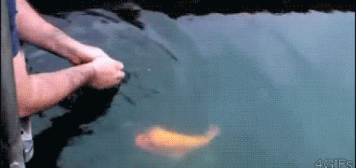 7a83e4bedbed372b6885dd5c09ed947d