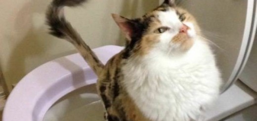 And+say+we+can+dance+we+can+dance.+Source+dailyhaha+subscribe_0b473b_5275145