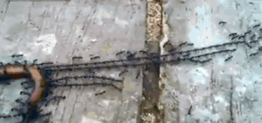 Ants+pulling+a+worm+home_0df619_5275603