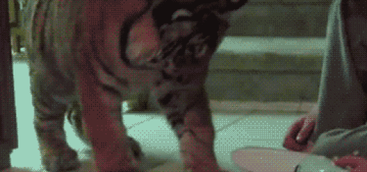 Wtf+is+this+shit_47d87b_5250071