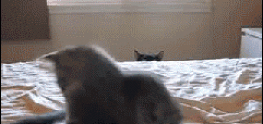 d48c8800ffa2bb40771a7d6f09ecca15