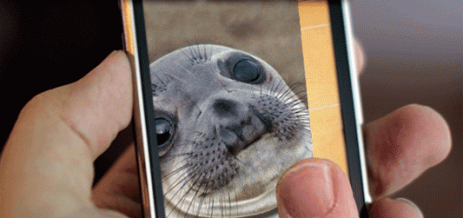 Awkward+Smartphone+Moments.+Cell+phone+More+like+seal+phone_cca6e7_5278455