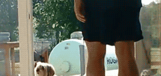 Power+of+windex+dog+won+t+come+in+unless+he+sees_cfddc9_5310661