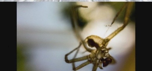 Photography+tips+and+tricks+the+instructions+weren+t+clear+enough+i_b14493_5328413