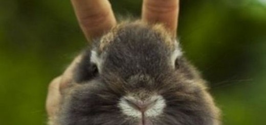 bunny-ears