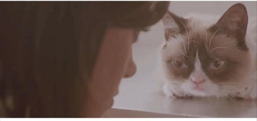 Cat+37+source+dumpaday_7ad35f_5359988